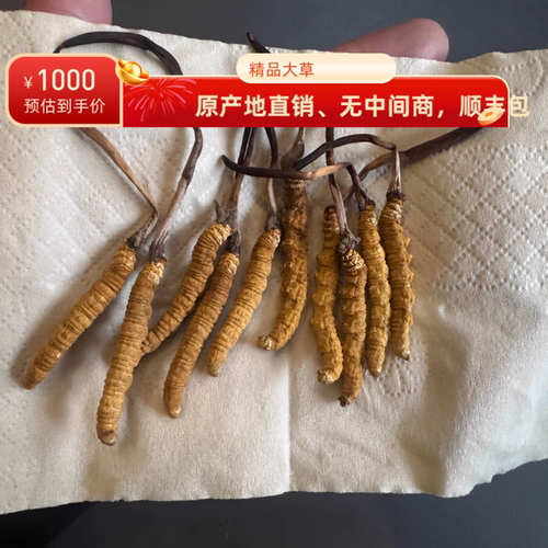 青海杂多高海拔自采野生冬虫夏草10根（精品）