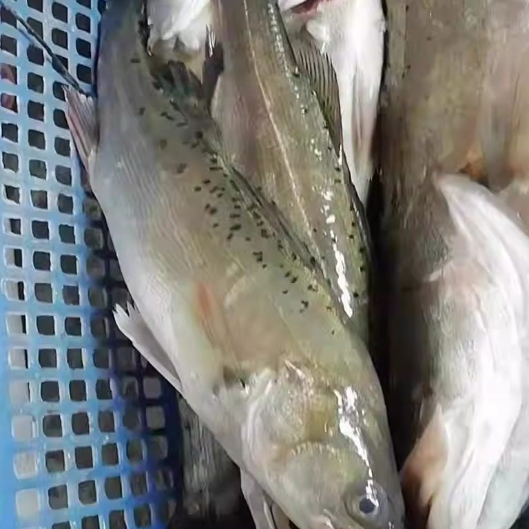 【现场直播】野生鲈鱼  一份一斤 混搭3斤包邮,水产肉类/新鲜蔬果/熟食,其它,淘宝优惠券,粉丝福利购,淘宝优惠卷