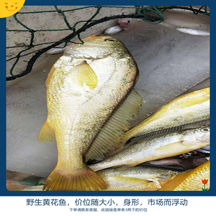 包邮 野生黄花鱼新鲜近海捕捞黄唇鱼1斤 份4斤顺丰