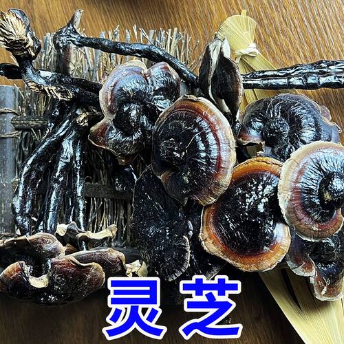 正宗金边灵芝鲜灵芝长白山灵芝野生环境菌香味浓小个鲜货煲汤煮茶