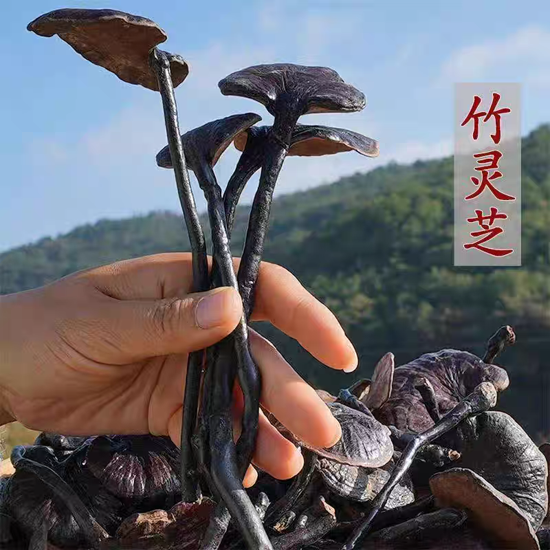 云南野生竹林芝紫黑灵芝干货纯天然灵芝深山灵芝睡眠小红芝