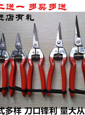浸塑采摘剪水果葡萄蔬果稀果剪修嫩枝果枝剪不锈钢尖头果园摘果剪