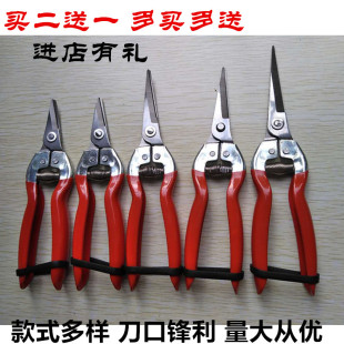 浸塑采摘剪水果葡萄蔬果稀果剪修嫩枝果枝剪不锈钢尖头果园摘果剪