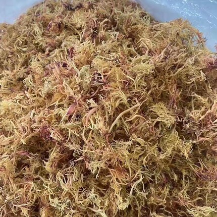 广东汕头水产干货南澳赤菜野生藻类渔民自晒海藻海底燕窝食用50克