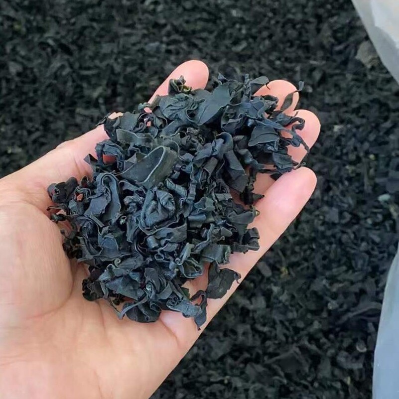 广东省潮汕南澳特产野生日晒免洗裙带菜水产海鲜干货海带藻类250g