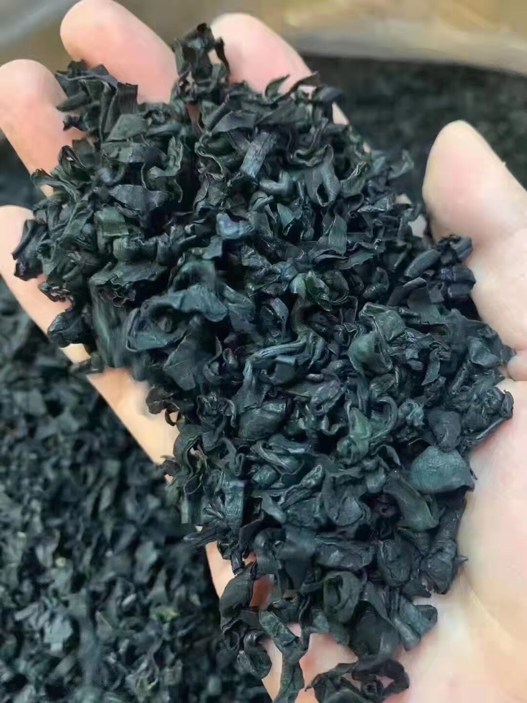 广东省潮汕南澳特产野生日晒免洗裙带菜水产海鲜干货海带藻类500g