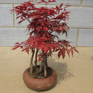 红枫树苗盆景老桩盆栽日本红枫红舞姬黄枫叶