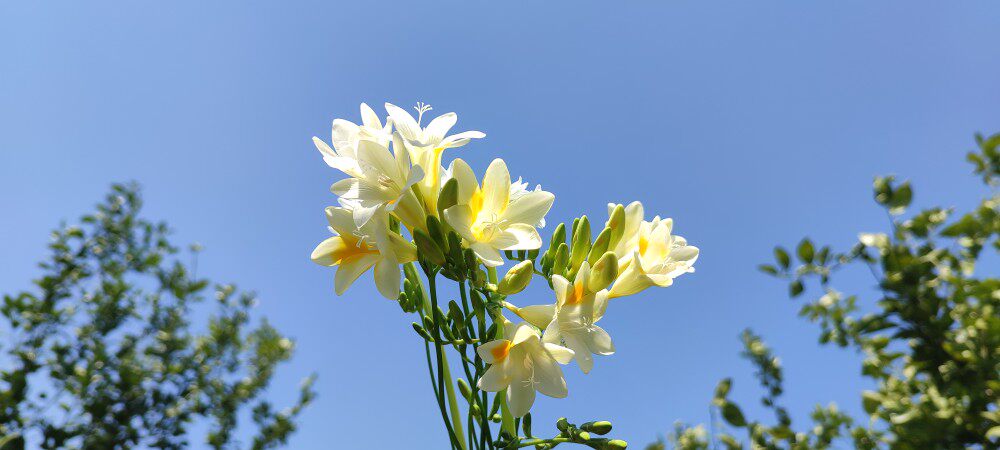 原生小苍兰原白原黄多年生秋植有香味好养爱生仔阳台绿植盆栽
