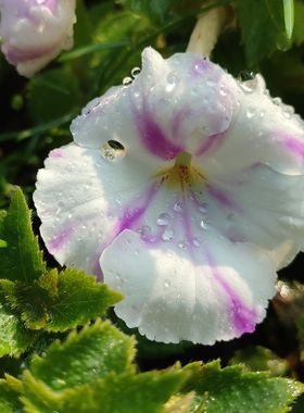 苦苣苔长筒花Blue berry ripe 水墨色大花直立花期长满38元包邮