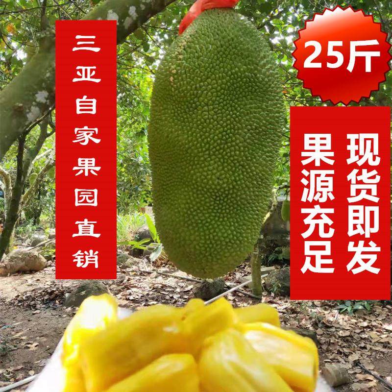 22-25斤 新鲜海南三亚菠萝蜜果地现摘直发 包邮 非红肉果