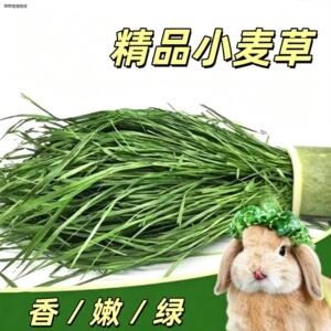 √26年新割烘干小麦草清