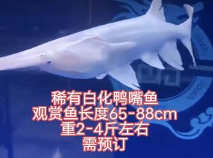 白化鸭嘴鱼观赏鸭嘴鱼中华龙鱼鸭嘴鱼苗鲟鱼苗鲟鱼苗鲜活鸭嘴鱼
