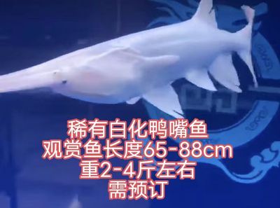 白化鸭嘴鱼观赏鸭嘴鱼中华龙鱼鸭嘴鱼苗鲟鱼苗鲟鱼苗鲜活鸭嘴鱼