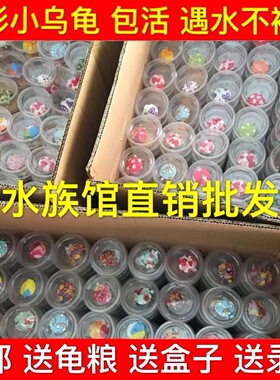 七彩小乌龟网红宠物龟活体卡通可爱巴西龟观赏龟夜市摆摊工厂直销