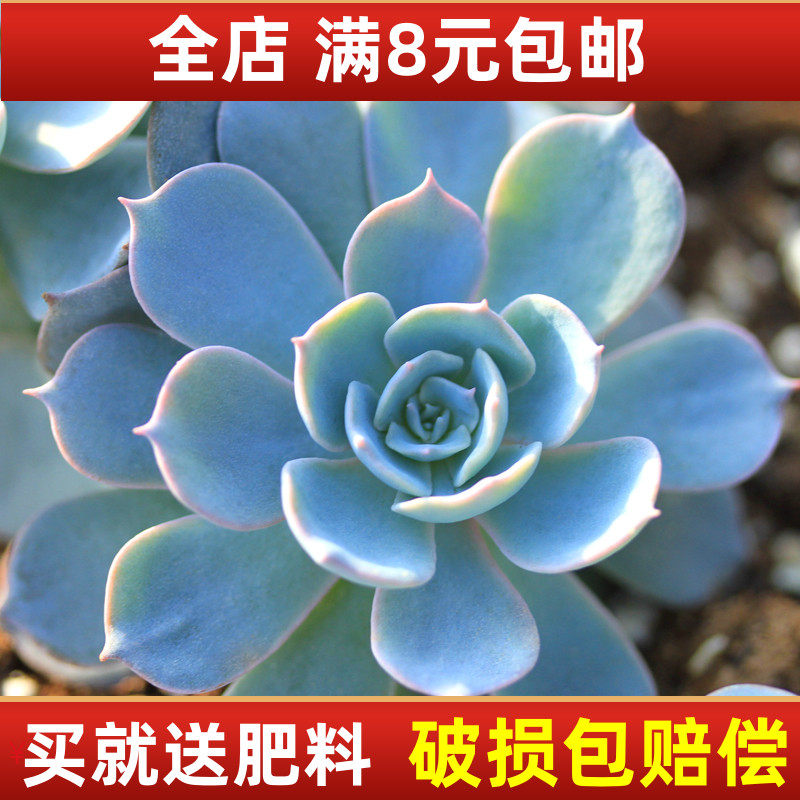 蓝石莲多肉植物盆栽小盆景阳台