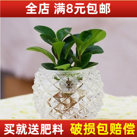 创意套装水培豆瓣绿空气桌面碧玉