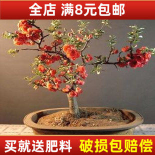 海棠庭院阳台观花大苗