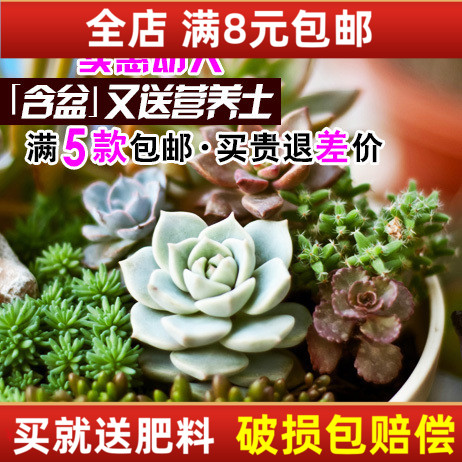 观音莲包邮含盆送土多肉植物盆栽花卉生石花客厅阳台迷你花苗绿植