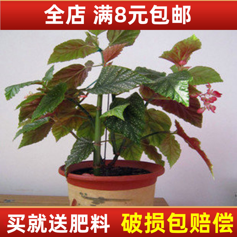 花卉盆栽植物四季开花阳台