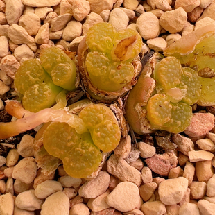 262黄爆珠泡泡群