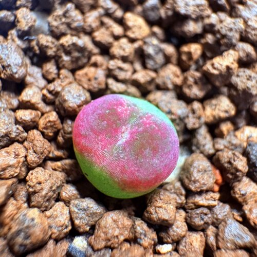 特选全红窗樱姬杂交-多肉植物