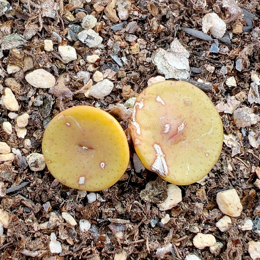 232周末福利金币母本,鲜花速递/花卉仿真/绿植园艺,绿植,淘宝优惠券,粉丝福利购,淘宝优惠卷