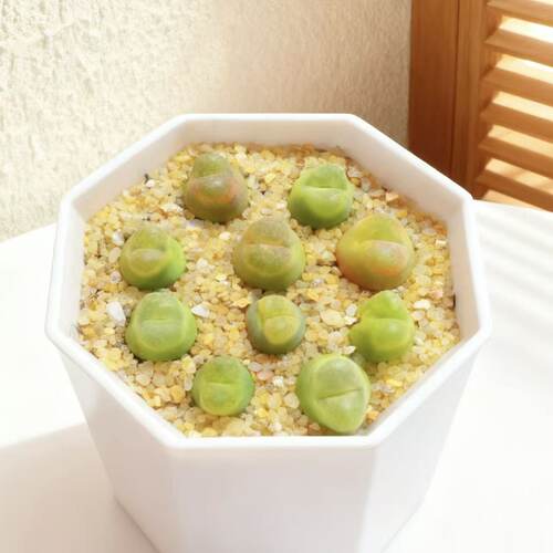 网红懒人阳台多肉植物礼物清新