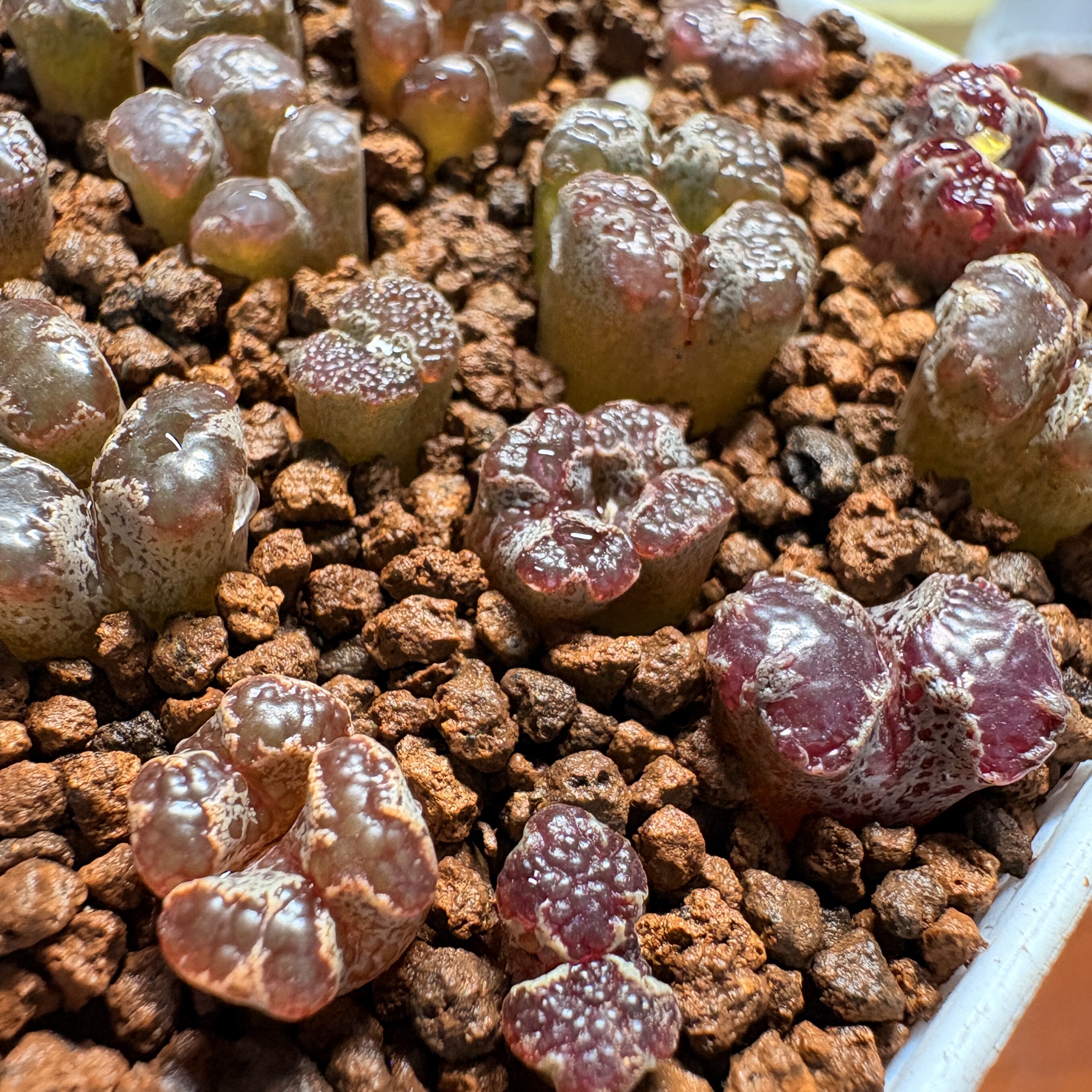 特选-大窗花边超碟（3年16颗一盆价 ）-多肉植物勋章（个别腿长）
