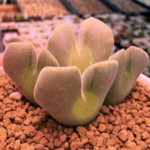 特价-短阔耳大眼母本sb793（5年原300/头单1.8-2.5尺寸）多肉植物
