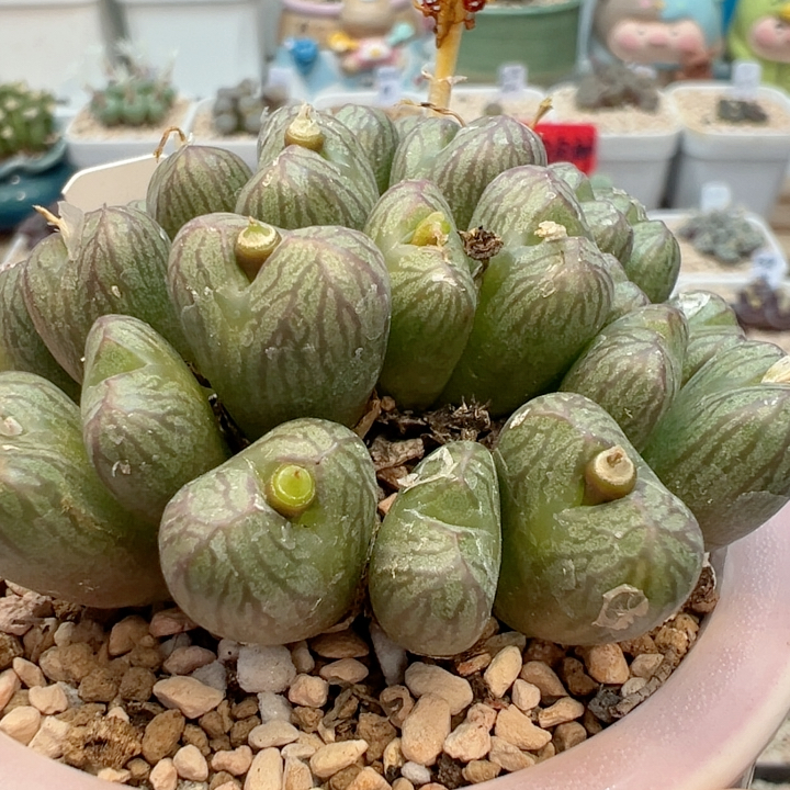 纯送奶母本-单头价