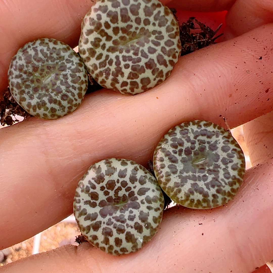 自留款603打包价4颗原996,鲜花速递/花卉仿真/绿植园艺,绿植,淘宝优惠券,粉丝福利购,淘宝优惠卷