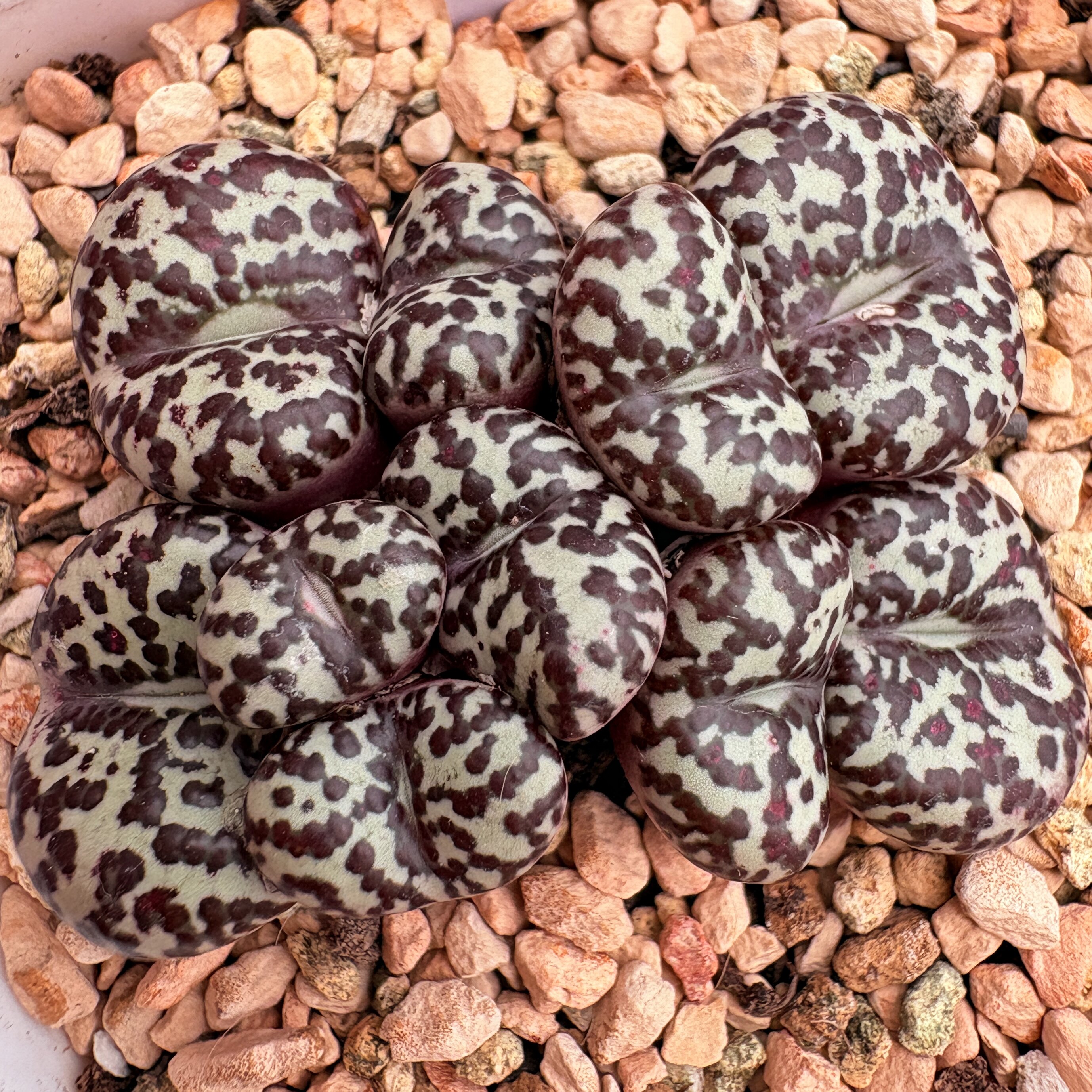 特选-奶牛1314*雪花603杂交母本群(10头100/头可切)-多肉植物