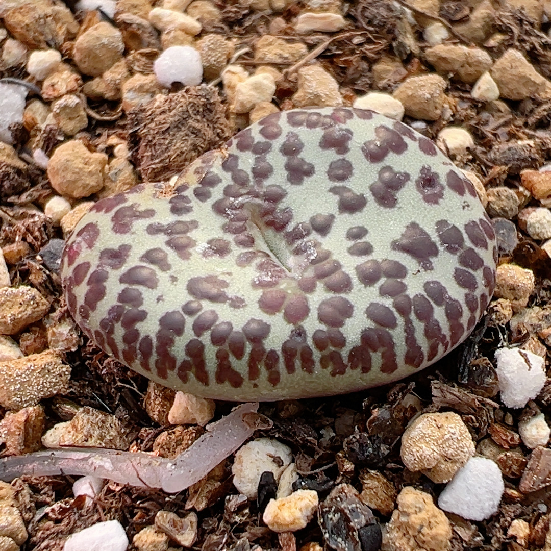 371大单连纹奶牛,鲜花速递/花卉仿真/绿植园艺,绿植,淘宝优惠券,粉丝福利购,淘宝优惠卷