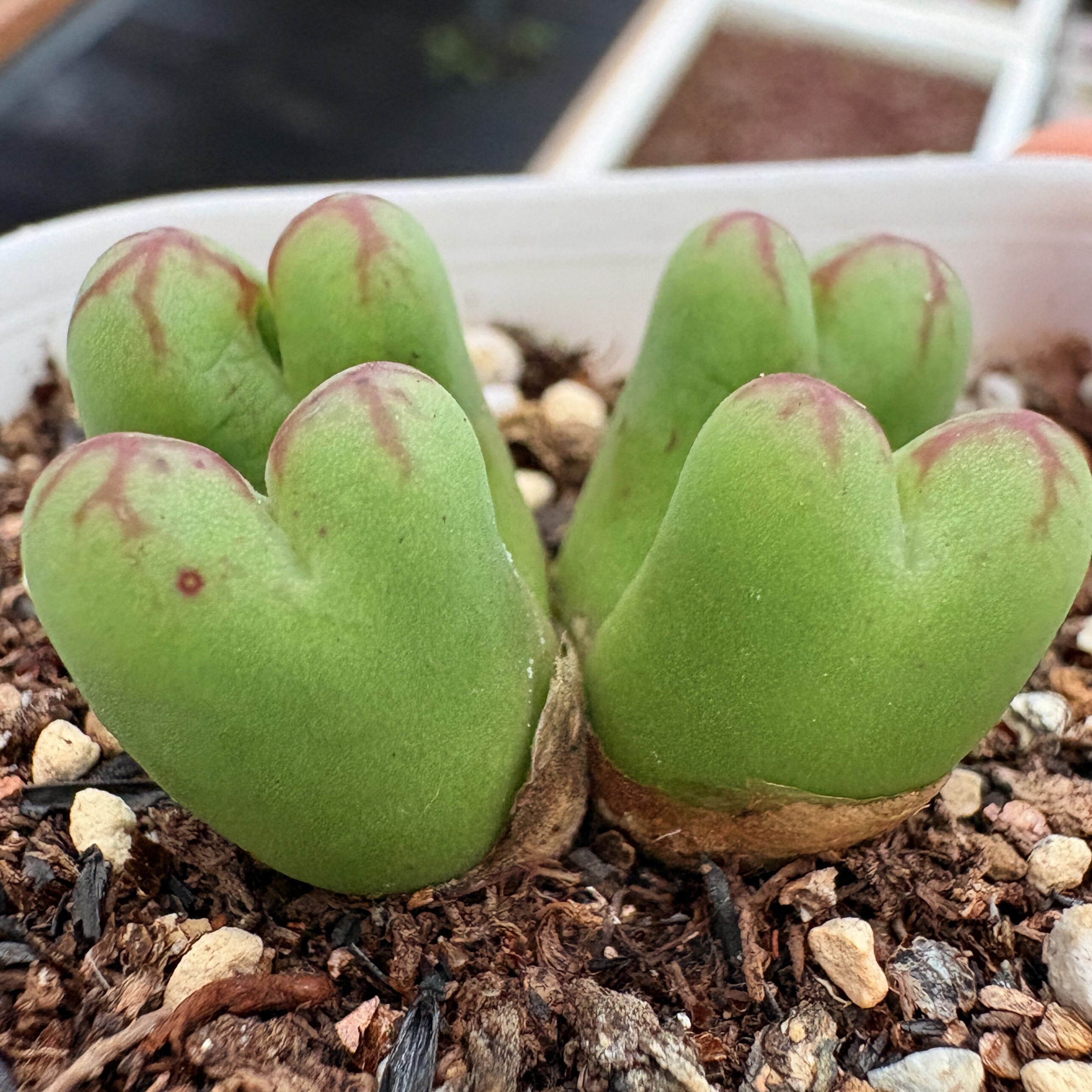 特价-超绿皮猴杂母本（5年4头小缺水）-多肉植物杂交