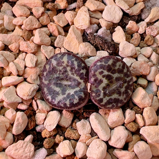 315最后场自留大黑泡泡母本