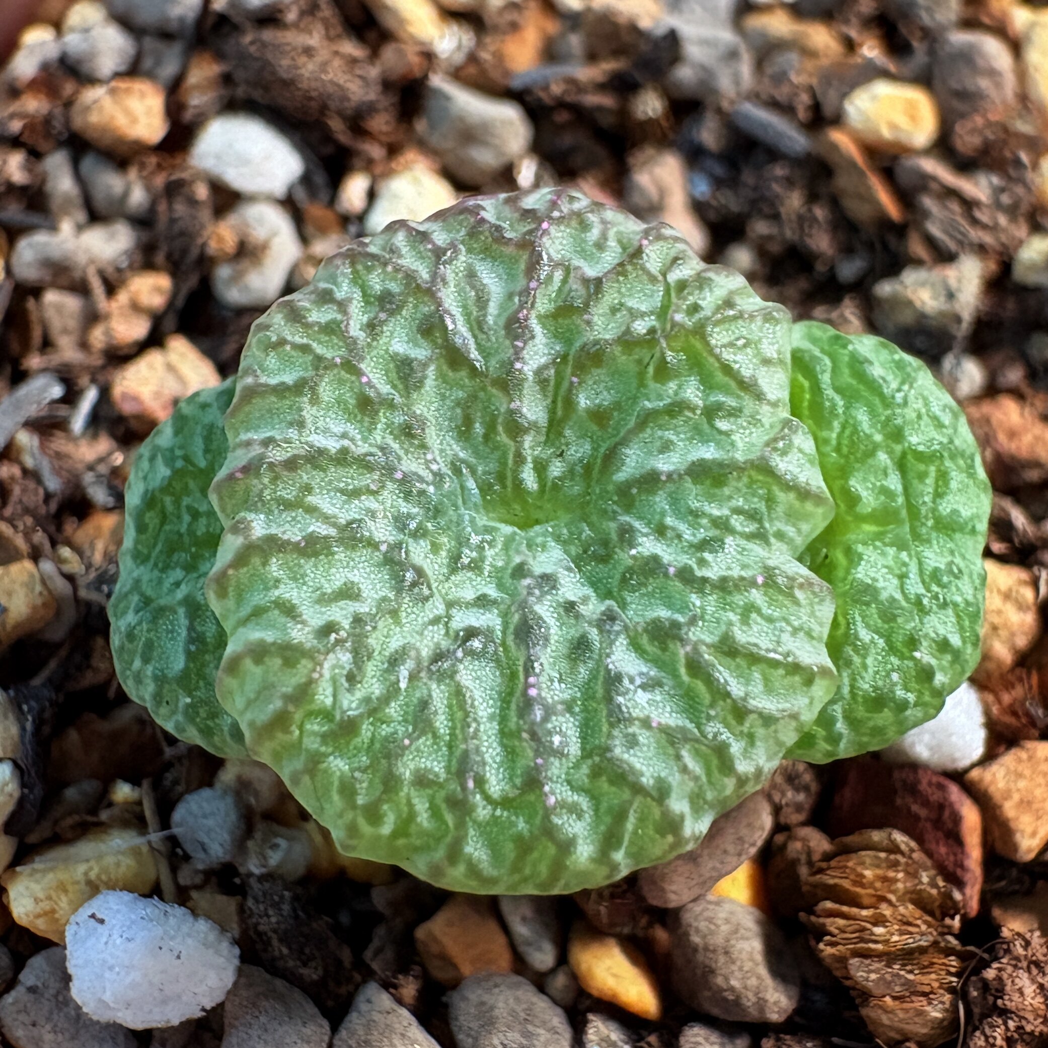稀有自留款-超浮雕流水杂交安贞多肉植物