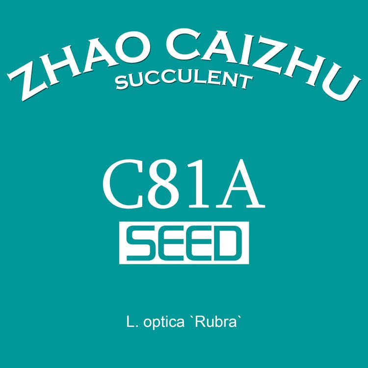 C81