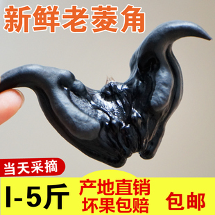 水果蔬菜食现摘非1洪湖菱角 2025新鲜菱角现摘鲜老菱角5斤生吃当季