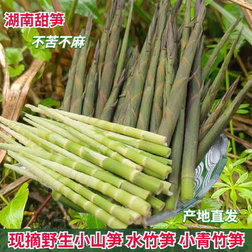 【现货】小竹笋新鲜现采湖南小笋