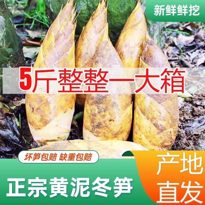 冬笋新鲜现挖带壳正宗现货两头尖非浙江临安冬笋火锅食材时令蔬菜