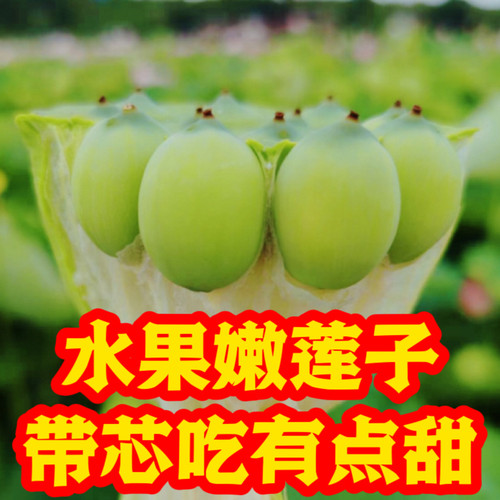 【特嫩不苦】新鲜莲蓬生吃水果莲