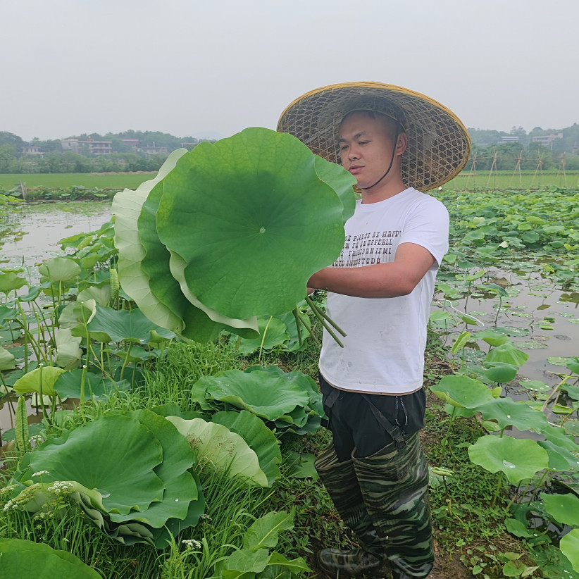 新鲜莲叶莲蓬嫩叶莲藕叶湖南湘莲当季食用莲子叶莲子叶荷叶糯米鸡
