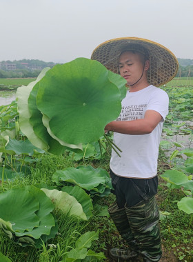 新鲜莲叶莲蓬嫩叶莲藕叶