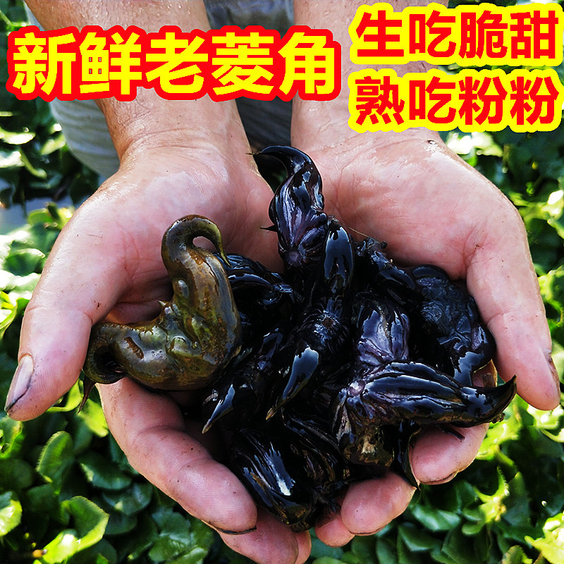 湖南老菱角新鲜生莲凌棱角即食水果现摘蔬菜肉米非湖北洪湖大菱角