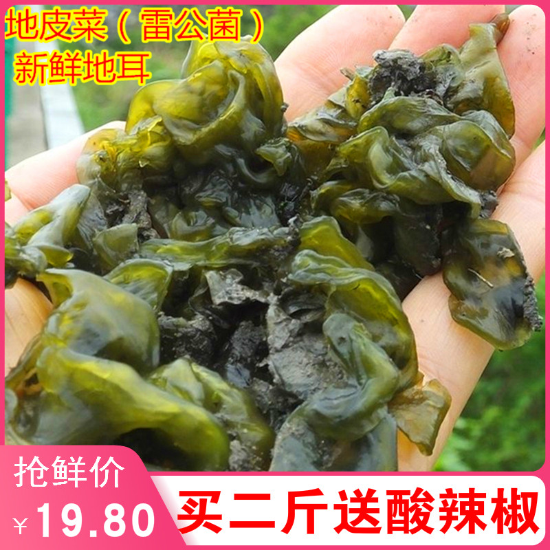 地皮菜新鲜地达菜500g地皮菇雷公屎非免洗野生蔬菜野生雷公菌野菜