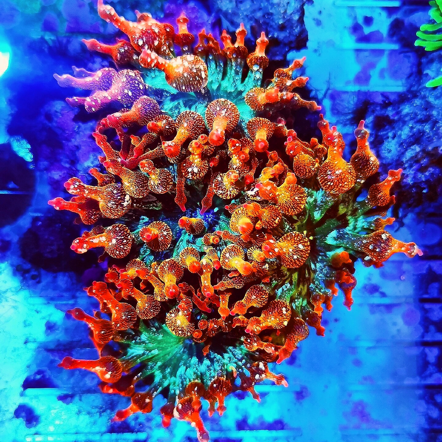 红奶嘴海葵小丑鱼共生海葵软体海葵海缸提色飘逸珊瑚荧光雪花奶嘴