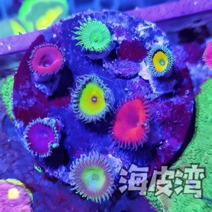 水螅珊瑚海缸珊瑚海水入门练手水螅拼盘好养皮实珊瑚海缸提色造景