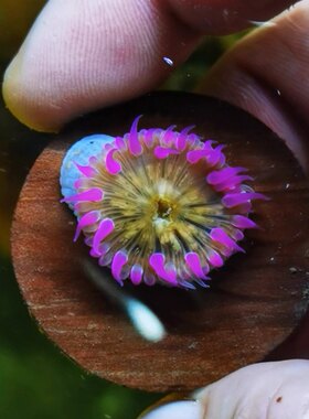 海水小生物石葵枪虾假绵羊虾海星螳螂虾海参寄居蟹海螺工具生物