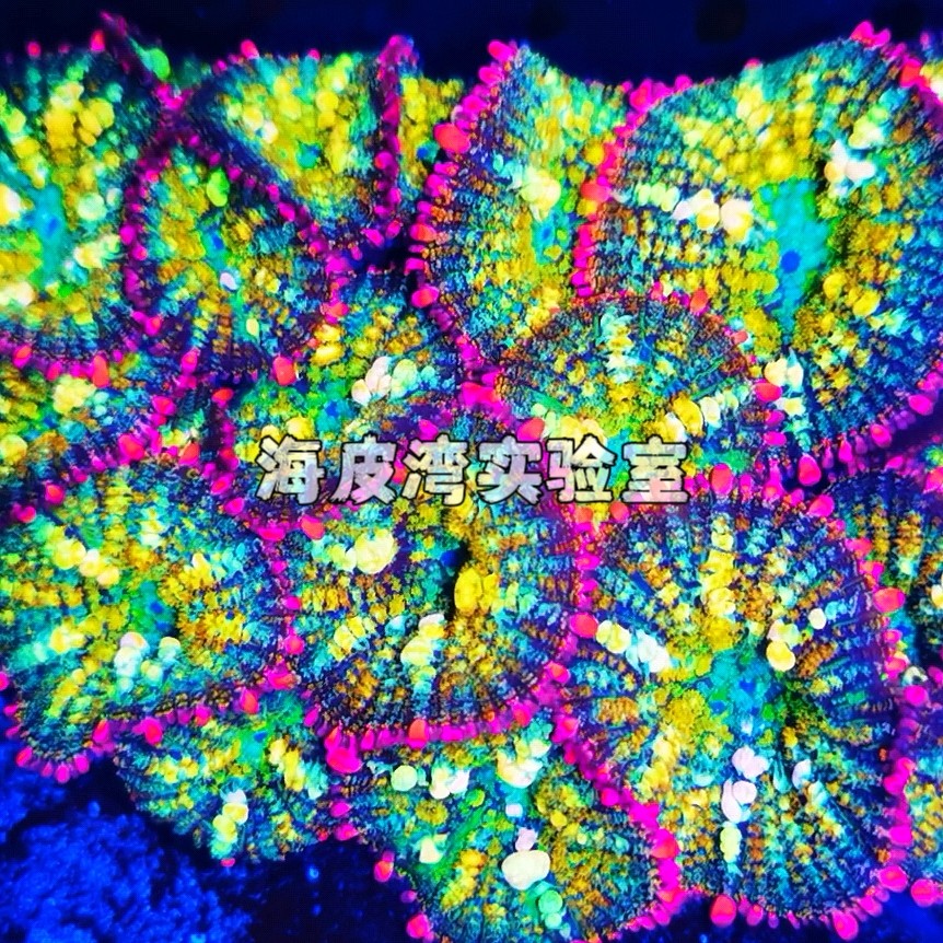 彩虹爆炸菇珊瑚精品超荧光软体珊其它水族宠物