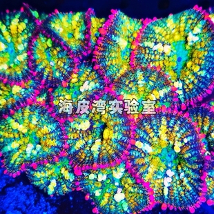 彩虹爆炸菇珊瑚精品超荧光软体珊瑚橙红色菇鲜艳亮色提色珊瑚造景
